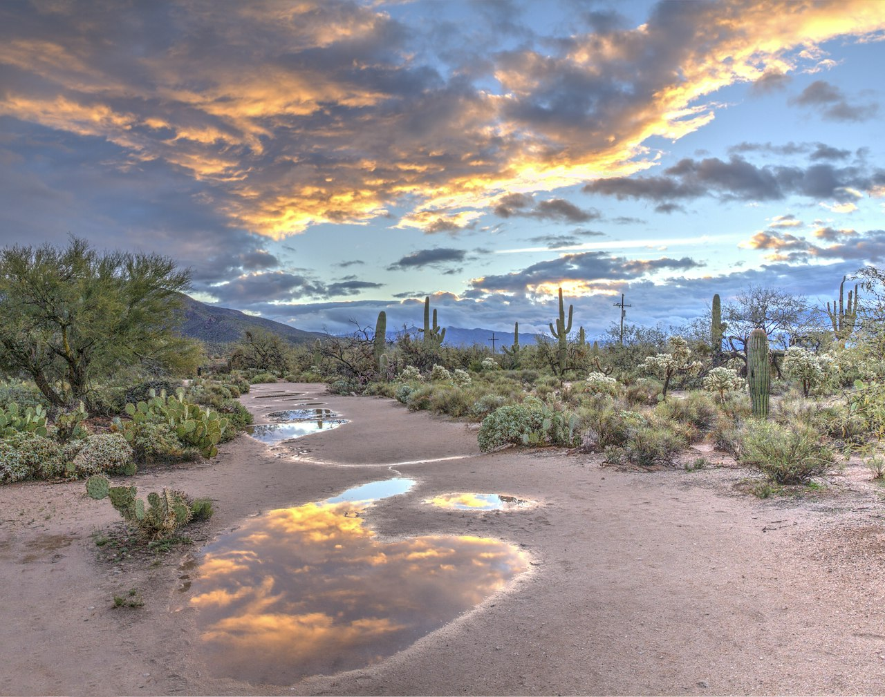 Sonoran Desert landscape in Cave Creek, Arizona at sunset with saguaros, desert vegetation and reflecting pools under a dramatic sky